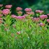Swamp Milkweed Seeds 50 Count - Native Pollinator Plant for Gardens - Image 1