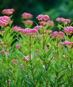Swamp Milkweed Seeds 50 Count - Native Pollinator Plant for Gardens - Image 1