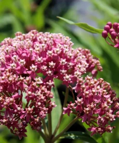 Swamp Milkweed Seeds - Asclepias Incarnata Flower Seeds - 75 Seeds - Dark Pink Flowers - Image 10