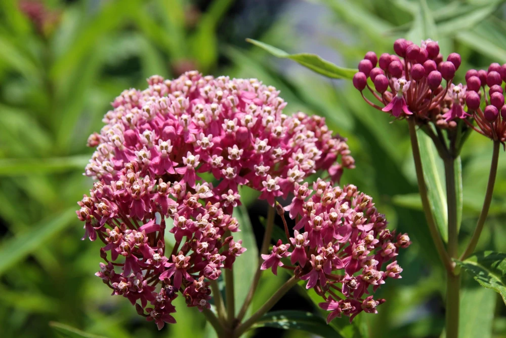 Swamp Milkweed Seeds - Asclepias Incarnata Flower Seeds - 75 Seeds - Dark Pink Flowers - Image 10