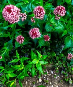 Swamp Milkweed Seeds - Asclepias Incarnata Flower Seeds - 75 Seeds - Dark Pink Flowers - Image 11
