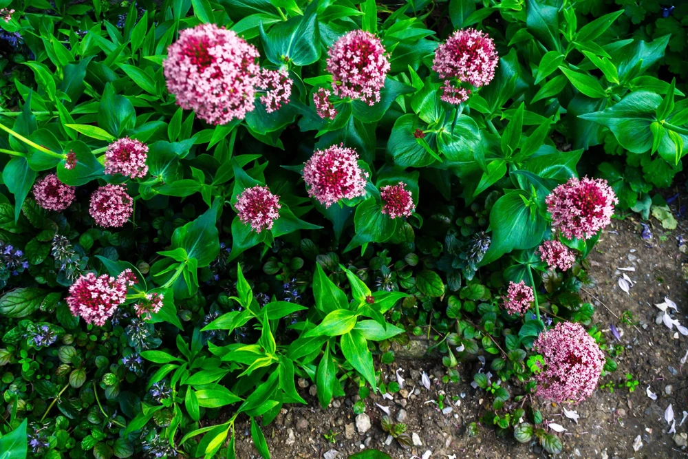 Swamp Milkweed Seeds - Asclepias Incarnata Flower Seeds - 75 Seeds - Dark Pink Flowers - Image 11