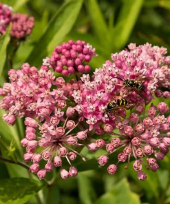 Swamp Milkweed Seeds - Asclepias Incarnata Flower Seeds - 75 Seeds - Dark Pink Flowers - Image 2
