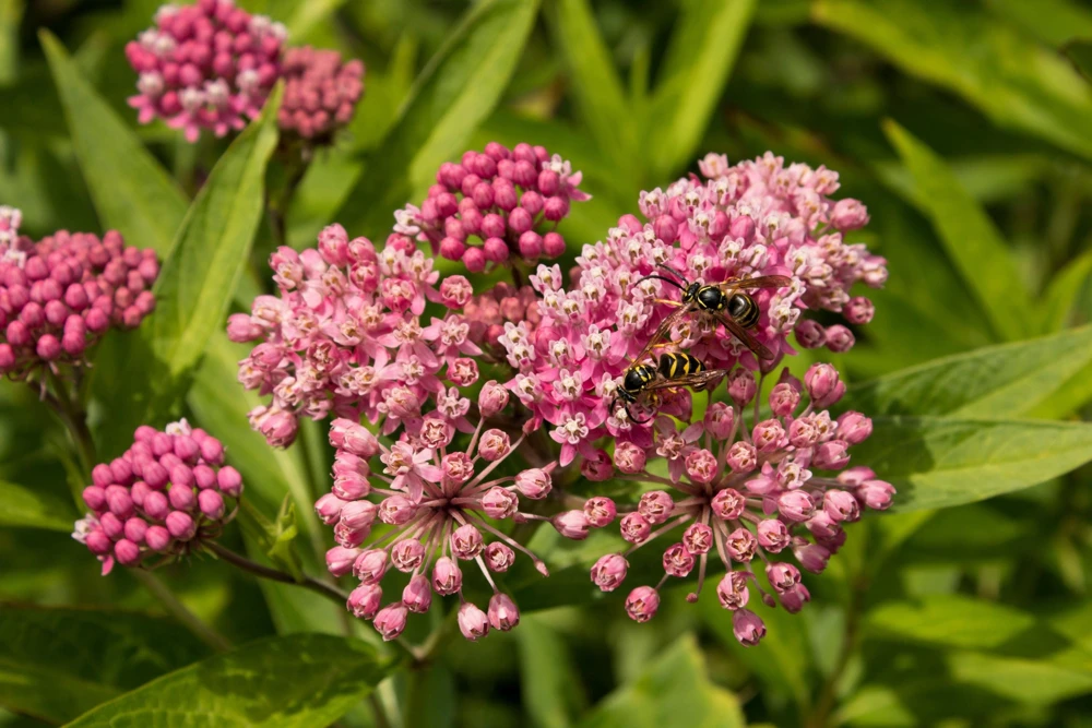 Swamp Milkweed Seeds - Asclepias Incarnata Flower Seeds - 75 Seeds - Dark Pink Flowers - Image 2