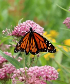Swamp Milkweed Seeds - Asclepias Incarnata Flower Seeds - 75 Seeds - Dark Pink Flowers - Image 3