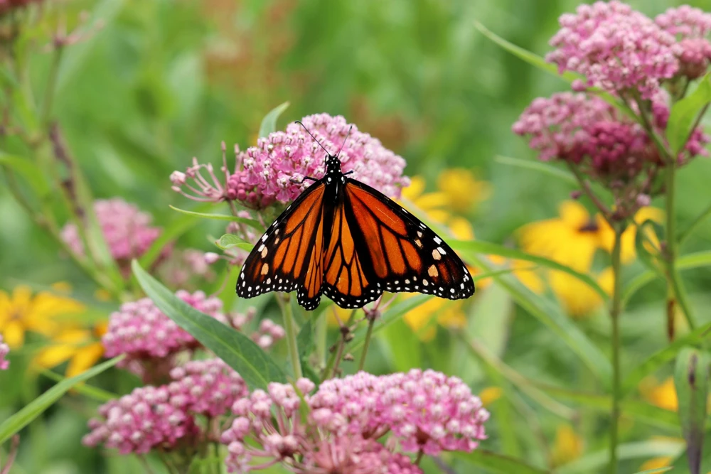 Swamp Milkweed Seeds - Asclepias Incarnata Flower Seeds - 75 Seeds - Dark Pink Flowers - Image 3