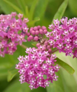 Swamp Milkweed Seeds - Asclepias Incarnata Flower Seeds - 75 Seeds - Dark Pink Flowers - Image 4