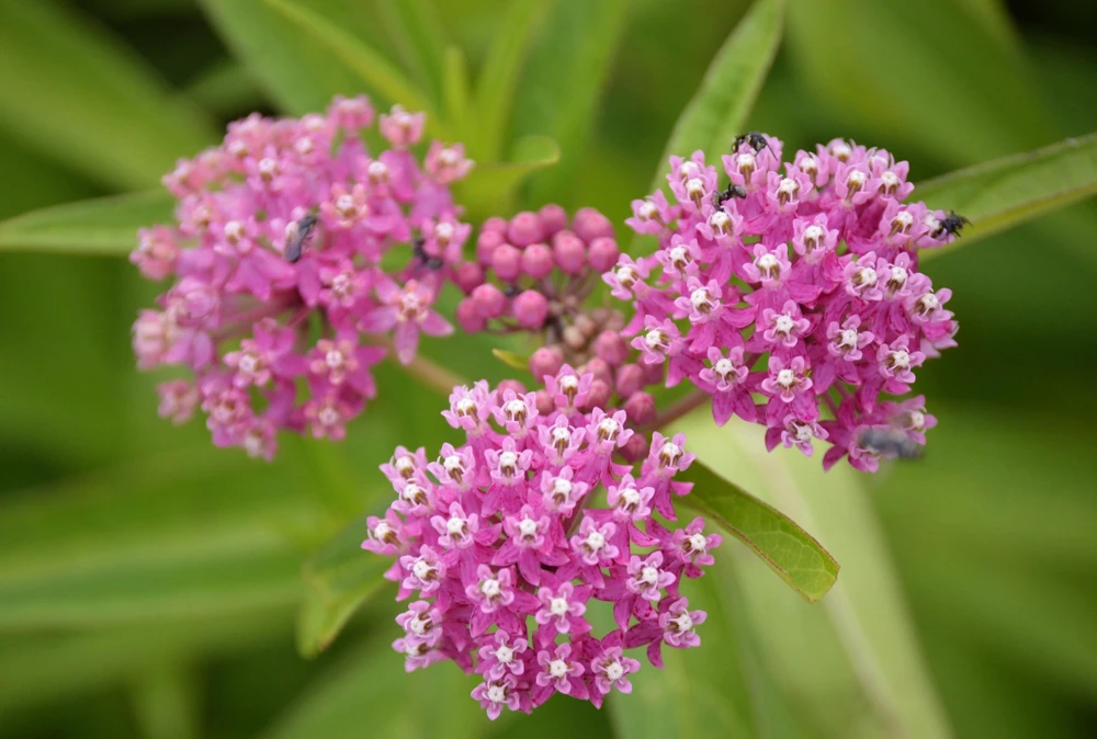 Swamp Milkweed Seeds - Asclepias Incarnata Flower Seeds - 75 Seeds - Dark Pink Flowers - Image 4