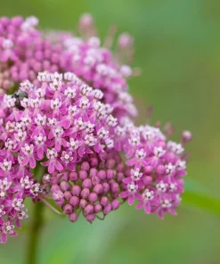 Swamp Milkweed Seeds - Asclepias Incarnata Flower Seeds - 75 Seeds - Dark Pink Flowers - Image 5