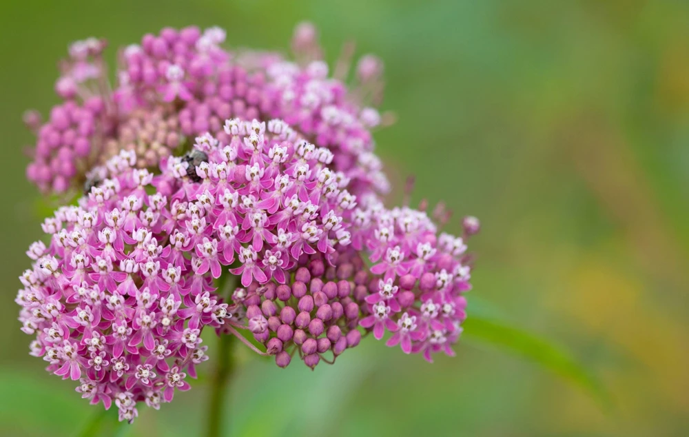 Swamp Milkweed Seeds - Asclepias Incarnata Flower Seeds - 75 Seeds - Dark Pink Flowers - Image 5