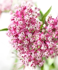 Swamp Milkweed Seeds - Asclepias Incarnata Flower Seeds - 75 Seeds - Dark Pink Flowers - Image 6