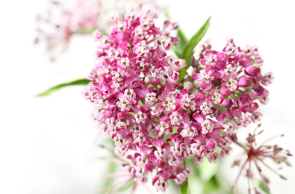 Swamp Milkweed Seeds - Asclepias Incarnata Flower Seeds - 75 Seeds - Dark Pink Flowers - Image 6