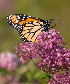 Swamp Milkweed Seeds - Asclepias Incarnata Flower Seeds - 75 Seeds - Dark Pink Flowers - Image 7