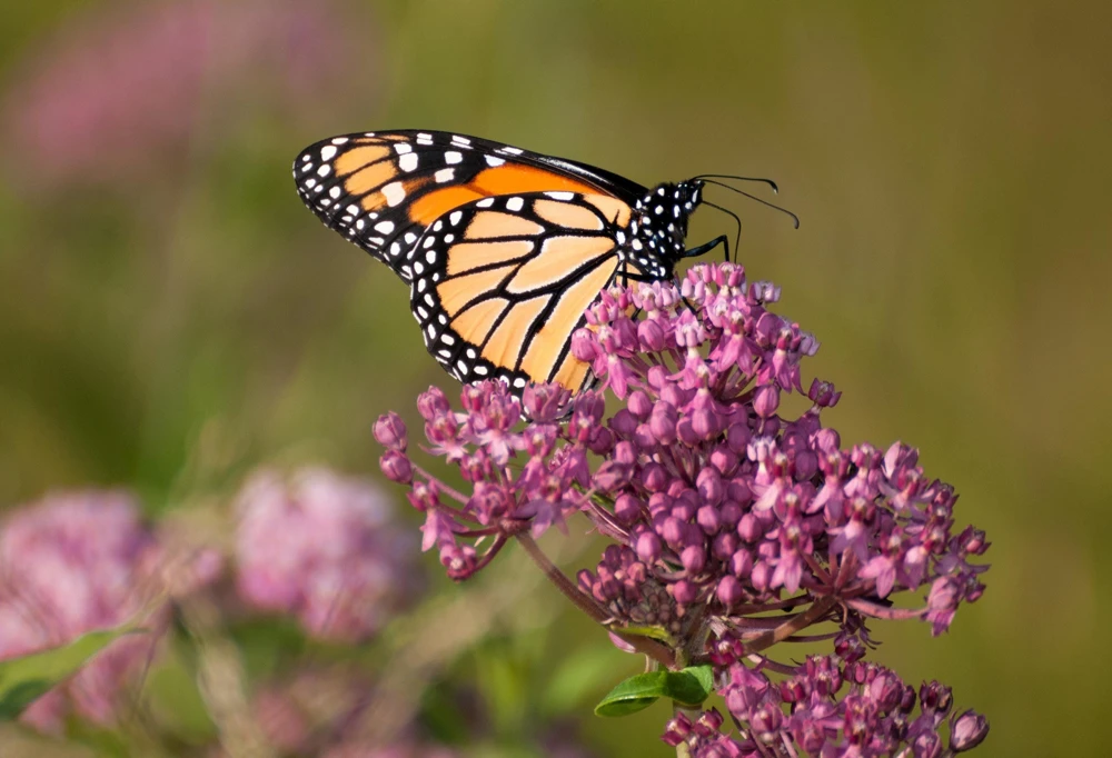 Swamp Milkweed Seeds - Asclepias Incarnata Flower Seeds - 75 Seeds - Dark Pink Flowers - Image 7