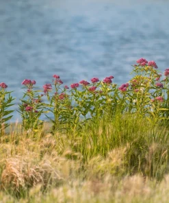 Swamp Milkweed Seeds - Asclepias Incarnata Flower Seeds - 75 Seeds - Dark Pink Flowers - Image 8