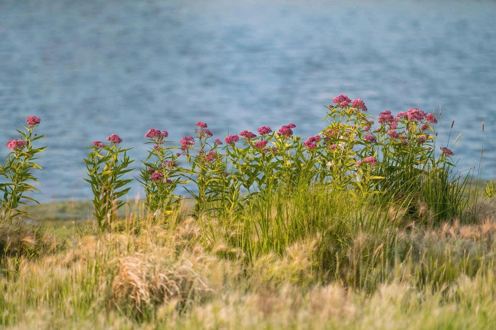 Swamp Milkweed Seeds - Asclepias Incarnata Flower Seeds - 75 Seeds - Dark Pink Flowers - Image 8