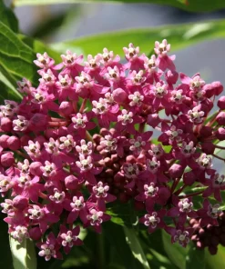 Swamp Milkweed Seeds - Asclepias Incarnata Flower Seeds - 75 Seeds - Dark Pink Flowers - Image 9