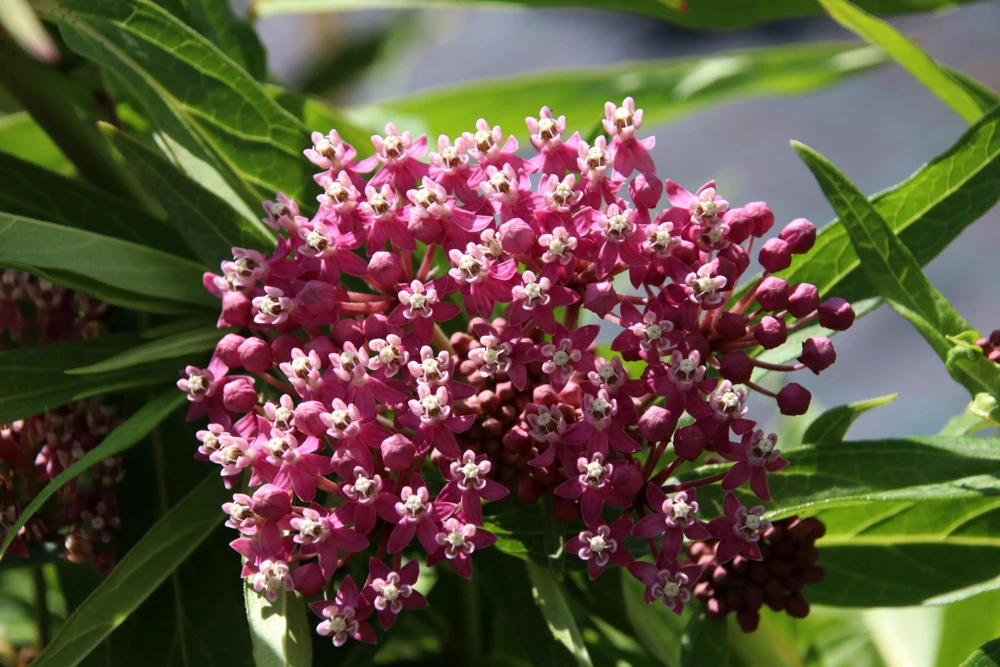 Swamp Milkweed Seeds - Asclepias Incarnata Flower Seeds - 75 Seeds - Dark Pink Flowers - Image 9