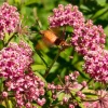 Swamp Milkweed Seeds - Asclepias Incarnata Flower Seeds - 75 Seeds - Dark Pink Flowers - Image 1