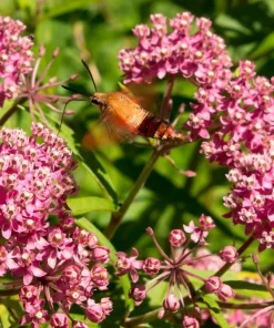 Swamp Milkweed Seeds - Asclepias Incarnata Flower Seeds - 75 Seeds - Dark Pink Flowers - Image 1