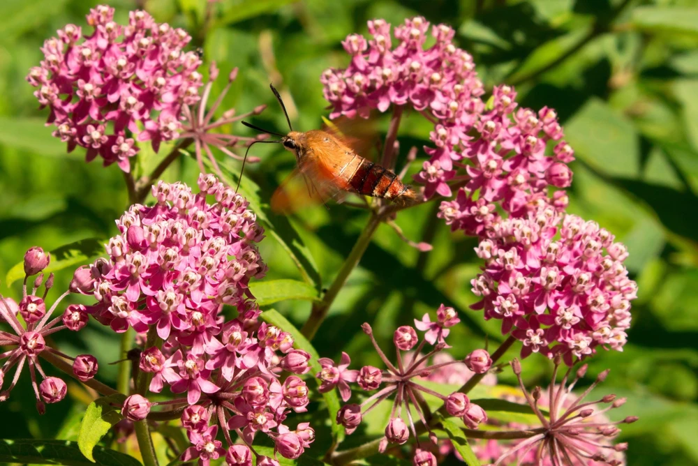 Swamp Milkweed Seeds - Asclepias Incarnata Flower Seeds - 75 Seeds - Dark Pink Flowers - Image 1
