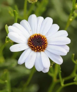 Swan River Daisy Seeds Mixed Colors - Brachyscome Iberidifolia - 200 Seeds - Image 13