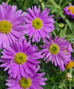 Swan River Daisy Seeds Mixed Colors - Brachyscome Iberidifolia - 200 Seeds - Image 14