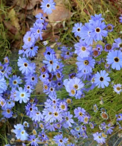 Swan River Daisy Seeds Mixed Colors - Brachyscome Iberidifolia - 200 Seeds - Image 15
