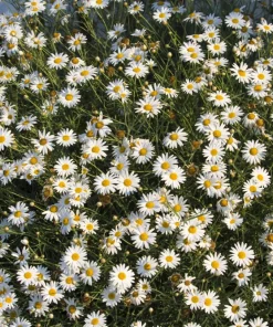 Swan River Daisy Seeds Mixed Colors - Brachyscome Iberidifolia - 200 Seeds - Image 17