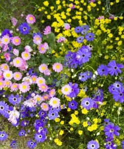 Swan River Daisy Seeds Mixed Colors - Brachyscome Iberidifolia - 200 Seeds - Image 18