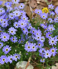 Swan River Daisy Seeds Mixed Colors - Brachyscome Iberidifolia - 200 Seeds - Image 2