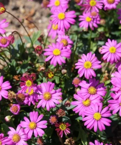 Swan River Daisy Seeds Mixed Colors - Brachyscome Iberidifolia - 200 Seeds - Image 4