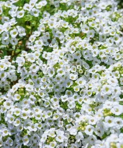 Sweet Alyssum Carpet of Snow Flower Seeds - 1000 White Lobularia Maritima - Image 2