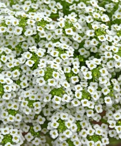 Sweet Alyssum Carpet of Snow Flower Seeds - 1000 White Lobularia Maritima - Image 3