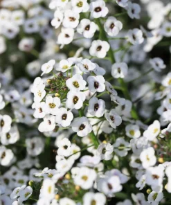 Sweet Alyssum Carpet of Snow Flower Seeds - 1000 White Lobularia Maritima - Image 4