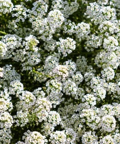 Sweet Alyssum Carpet of Snow Flower Seeds - 1000 White Lobularia Maritima - Image 5