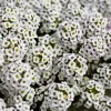 Sweet Alyssum Carpet of Snow Flower Seeds - 1000 White Lobularia Maritima - Image 1
