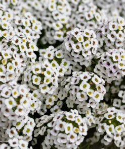 Sweet Alyssum Carpet of Snow Flower Seeds - 1000 White Lobularia Maritima - Image 1