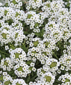 Sweet Alyssum Carpet of Snow Flower Seeds - 1000 White Lobularia Maritima - Image 6