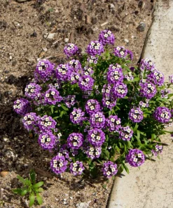 Sweet Alyssum Royal Carpet Flower Seeds – 500 Counts – Violet Blue – Attracts Pollinators - Image 7
