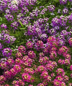 Sweet Alyssum Royal Carpet Flower Seeds – 500 Counts – Violet Blue – Attracts Pollinators - Image 9