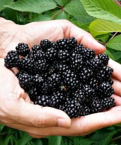 Sweet Ark Ponka Thornless Blackberry Plant - Live 1-2 Year Old Bush, Outdoor, Edible - Image 2