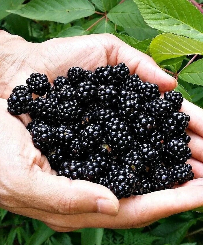 Sweet Ark Ponka Thornless Blackberry Plant - Live 1-2 Year Old Bush, Outdoor, Edible - Image 2