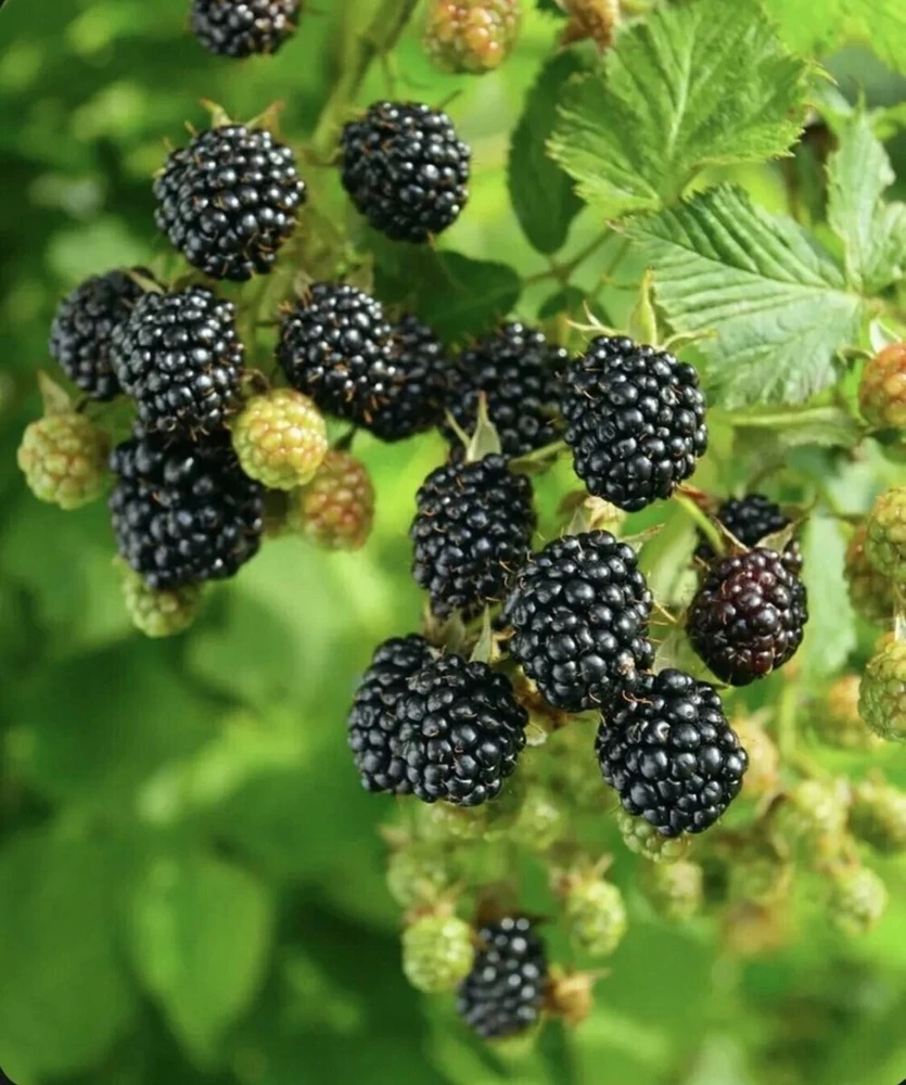 Sweet Ark Ponka Thornless Blackberry Plant - Live 1-2 Year Old Bush, Outdoor, Edible - Image 3