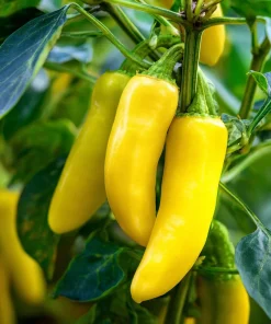Sweet Banana Pepper Seeds - 25 Seeds for Mild Yellow Peppers - Image 2