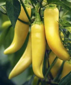 Sweet Banana Pepper Seeds - 25 Seeds for Mild Yellow Peppers - Image 4