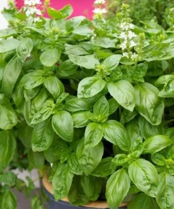 Sweet Basil Live Plant - Set of 2, 3-5 Inch Tall in 4 Inch Pot, Culinary Herb - Image 2