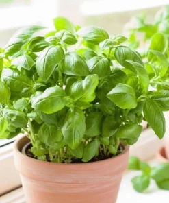 Sweet Basil Live Plant - Set of 2, 3-5 Inch Tall in 4 Inch Pot, Culinary Herb - Image 3