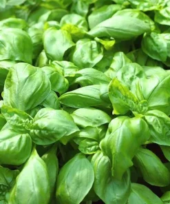 Sweet Basil Live Plant - Set of 2, 3-5 Inch Tall in 4 Inch Pot, Culinary Herb - Image 4
