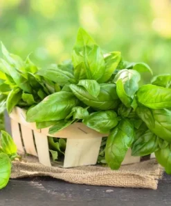 Sweet Basil Live Plant - Set of 2, 3-5 Inch Tall in 4 Inch Pot, Culinary Herb - Image 5